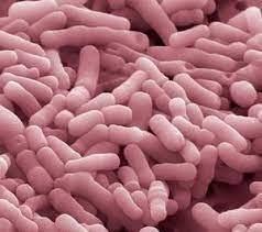 Bifidobacterium animalis