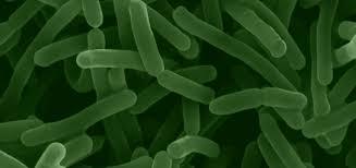Bifidobacterium longum