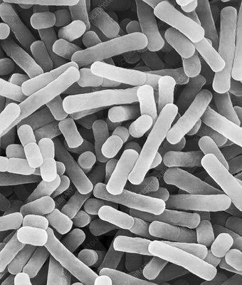 Lactobacillus bulgaricus