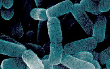 Lactobacillus casei