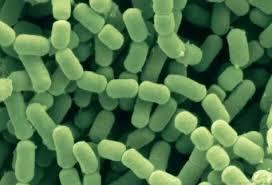 Lactobacillus fermentum