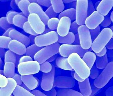 Lactobacillus plantarum